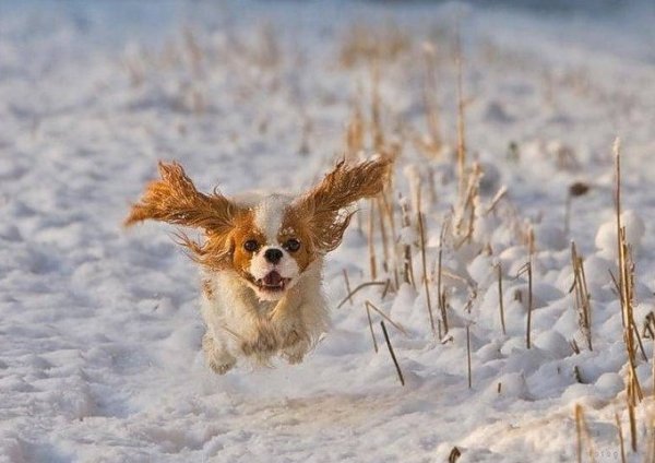 Морозное утро животные