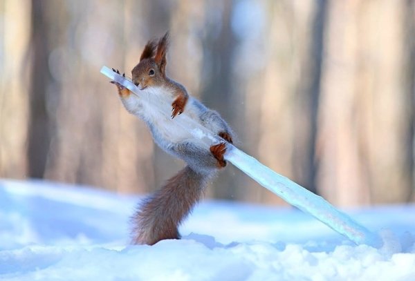 Вадим Трунов белка зимой