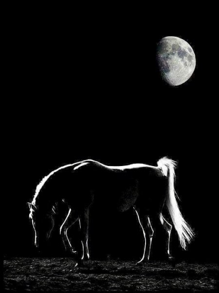 Лунный конь
