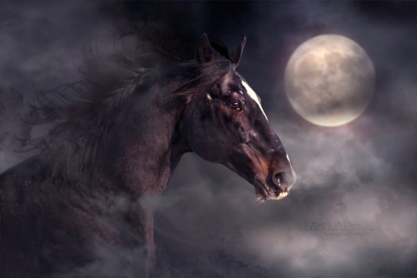 Ночь Луна лошади