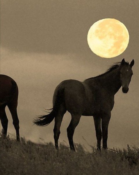 Лошадь и Луна