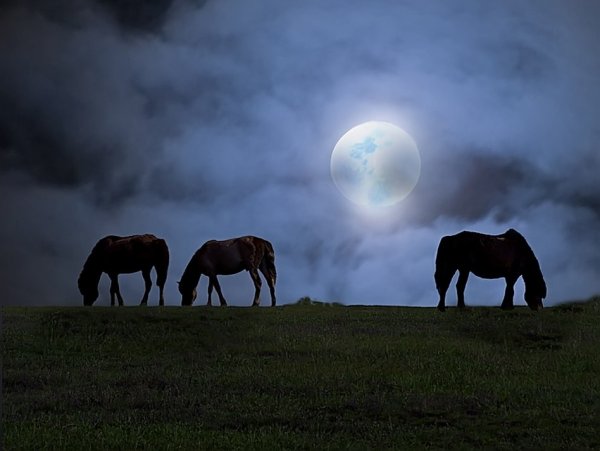 Лошадь и Луна