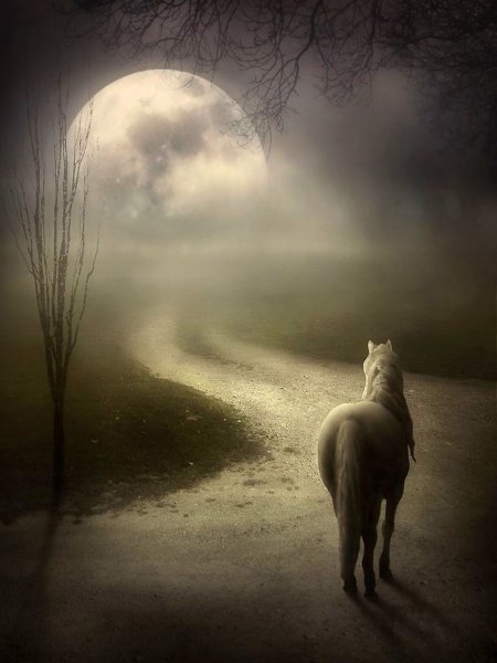 Лошадь ночью