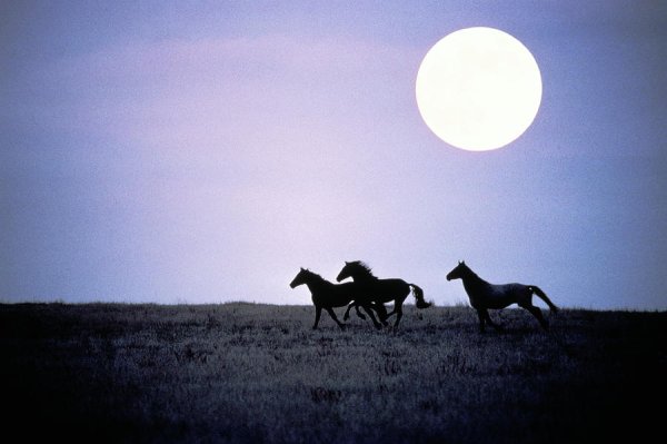 Табун лошадей при Луне
