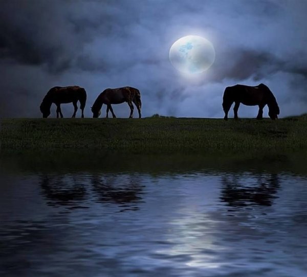 Лошади в ночном