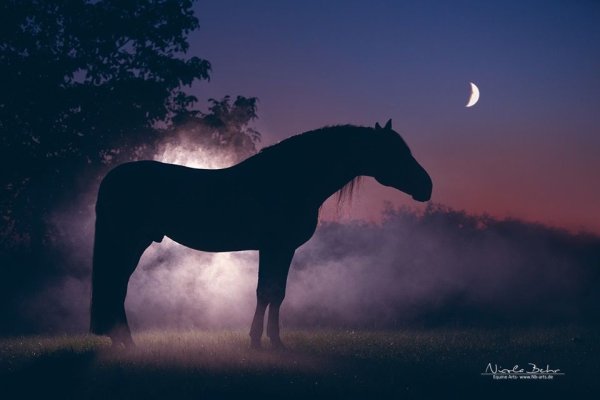 Слепая лошадь картинки