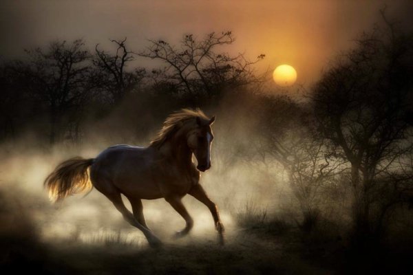 Лошадь бежит
