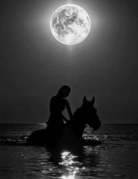 Лошадь под луной