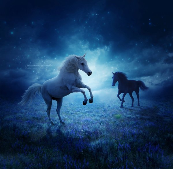 Небесные лошади