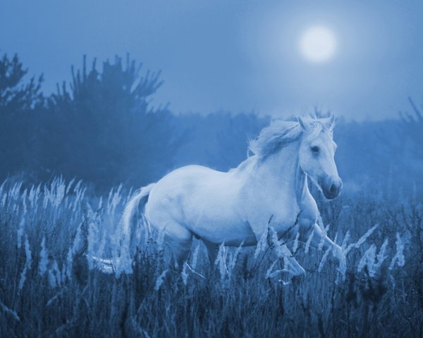 Лошадь на голубом фоне