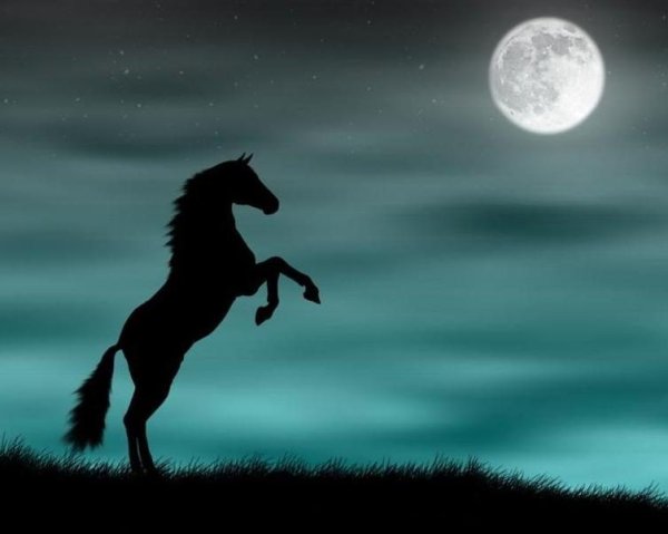Конь ночью