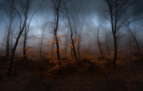 Осенний лес ночью