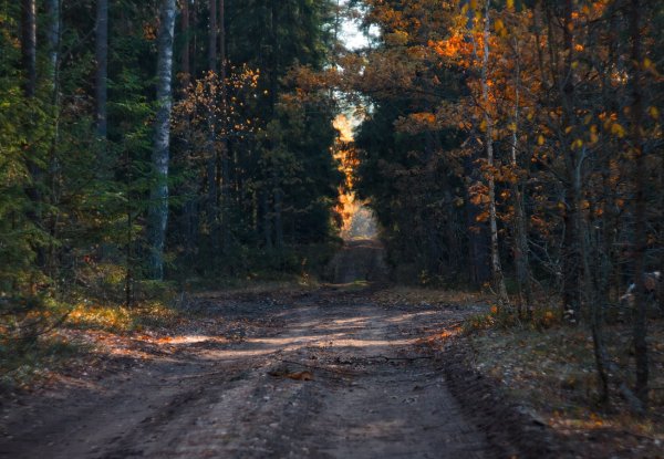Осенний лес вечером
