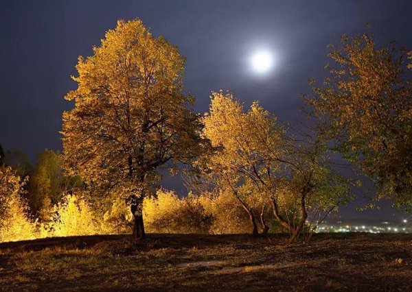 Лунная ночь осенью