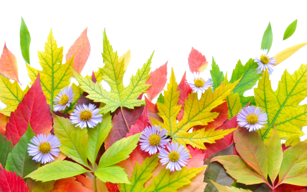 Осень цветы