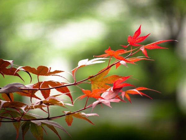 Осенние ветви