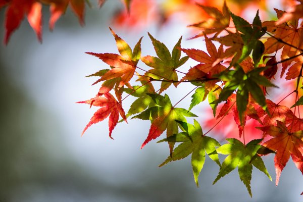 Красивая осень листья