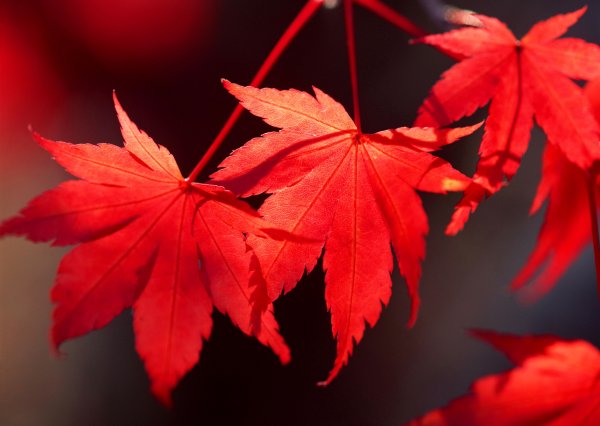 Японский клен листик