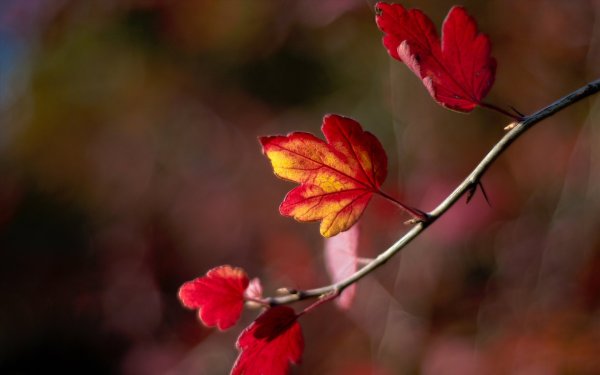 Осенние цветы макро