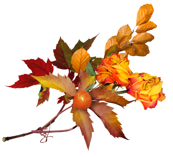 Осенний клипарт на прозрачном фоне