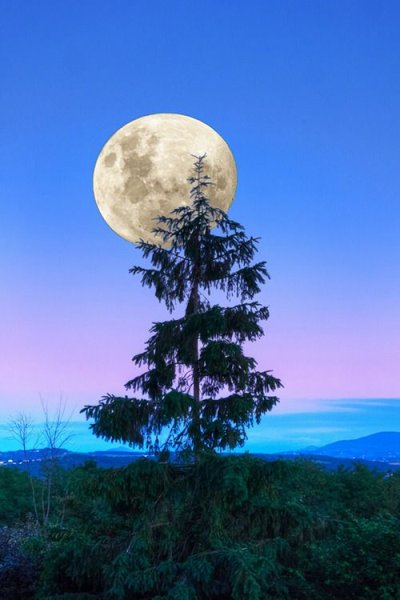 Полумесяц природа