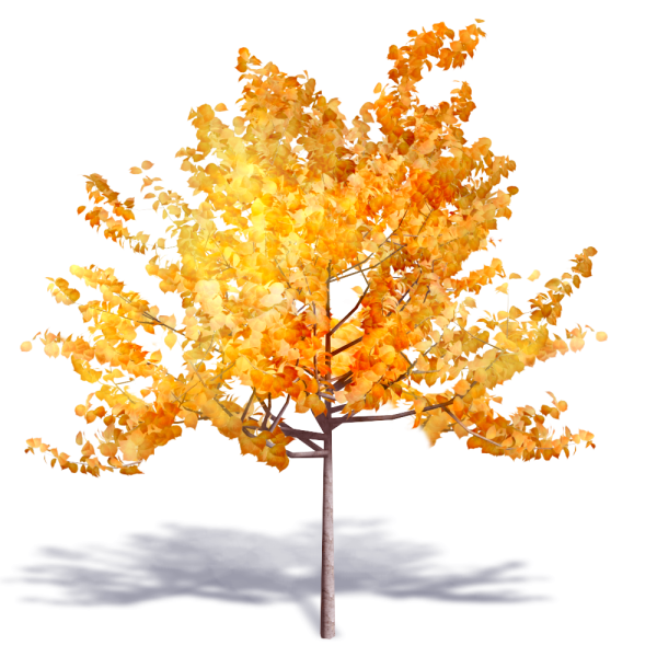 Красивое осеннее дерево на белом фоне