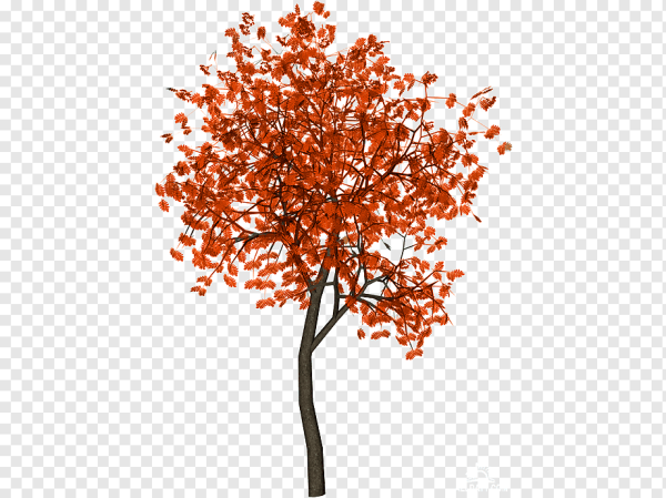 Ветка осеннего дерева