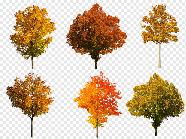 Осеннее дерево