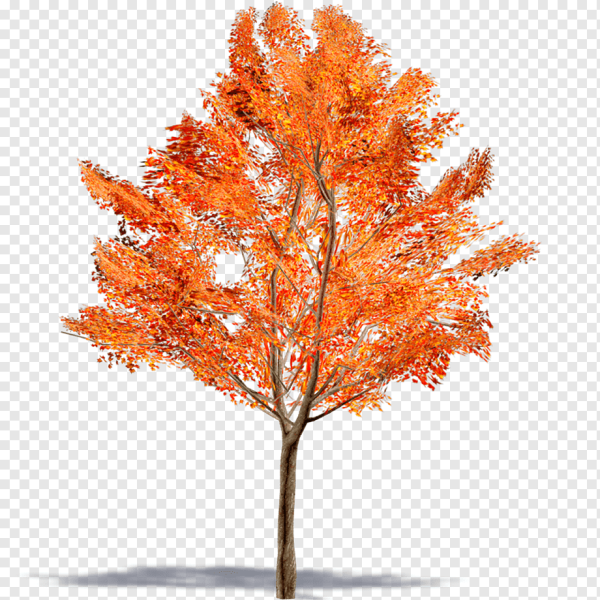 Клен Гиннала без фона