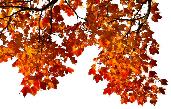 Осенняя листва