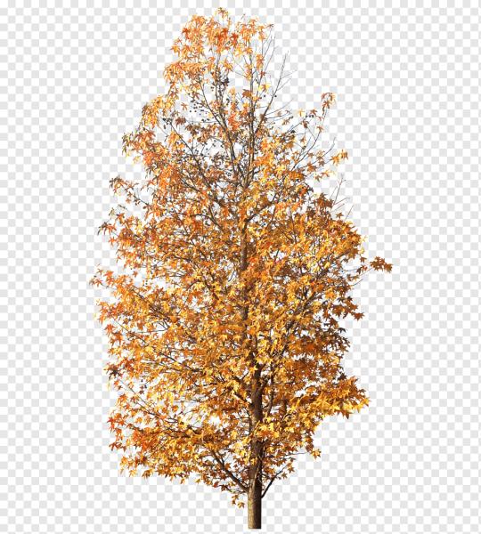 Береза осенью на прозрачном фоне