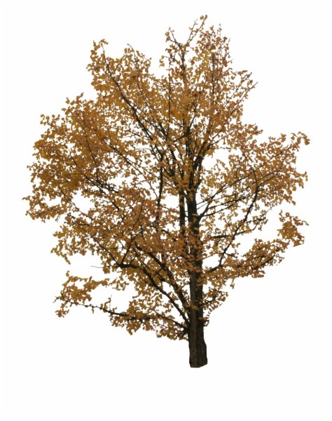 Осенние кусты на прозрачном фоне