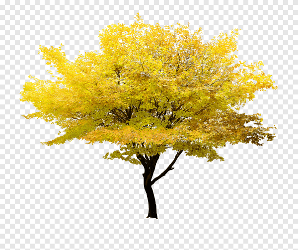 Желтое дерево