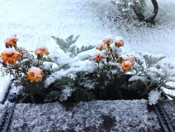 Клумба в снегу