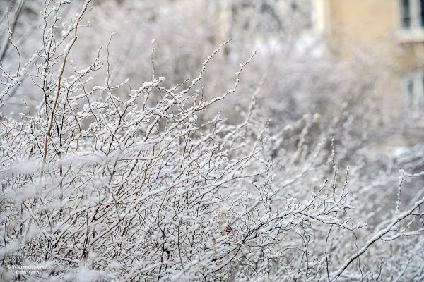Ноябрь первый снег ветки парк