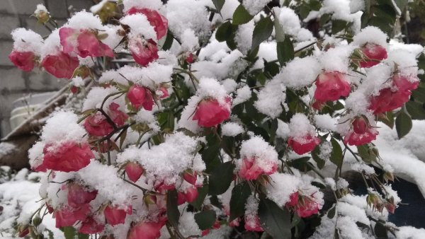 Первый снег