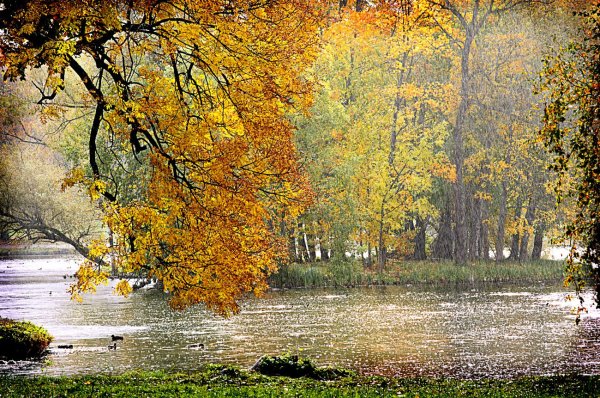 Дождливая осень