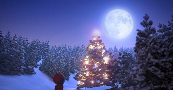 Новогодняя ночь в лесу