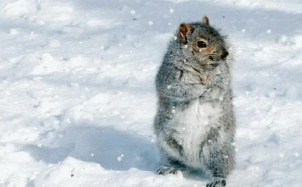 Замерзший суслик