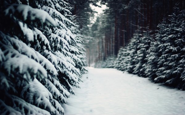 Зима в лесу