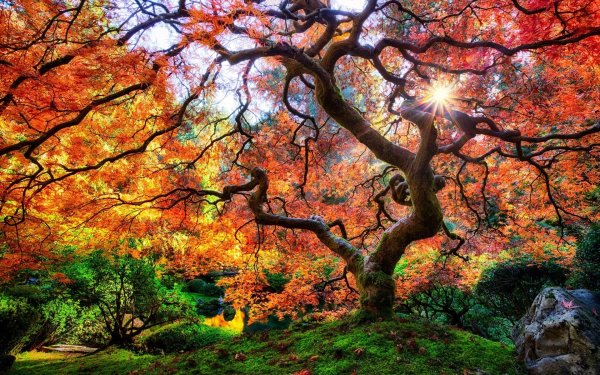 Ветвистый клен в саду Вашингтонского парка