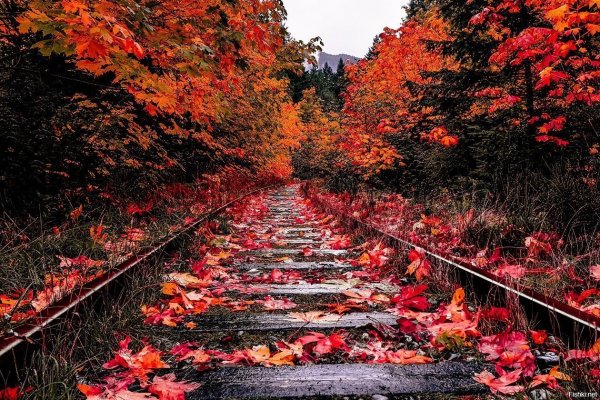 Кленовые леса Канады