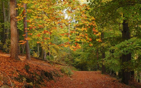 Осенний лес для детей