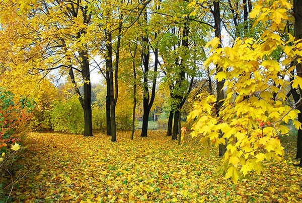 Ранняя осень и поздняя осень