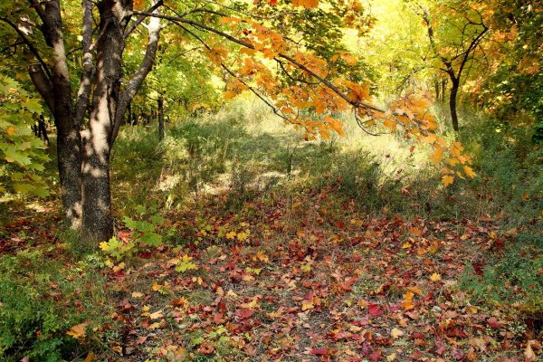 Листопад в лесу