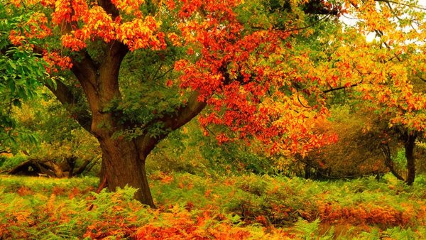 Красивая осень