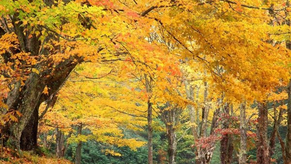 Листопад в лесу