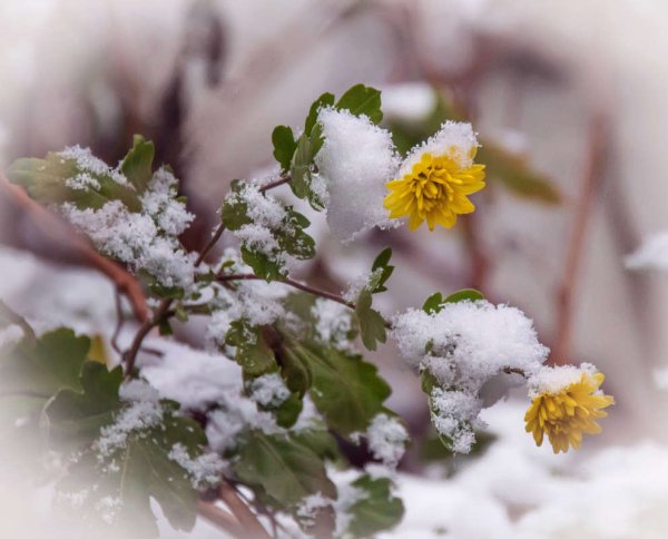 Утро осень снег