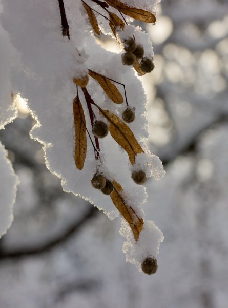 Первый снег и солнце