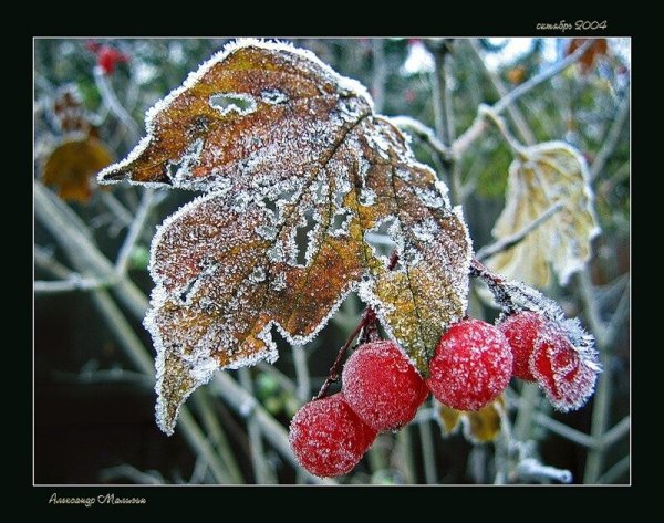 С первым осенним снегом доброе утро